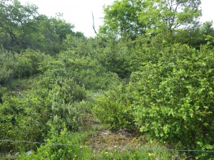 Buxo sempervirentis - Amelanchierenion ovalis