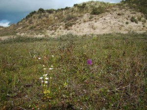 Epipactido palustris - Caricetum trinervis