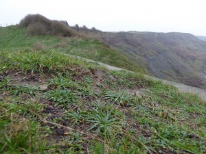 Lolio perennis - Plantaginetum coronopodis