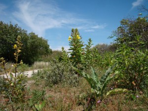 Cynoglosso officinalis - Oenotheretum glaziovianae