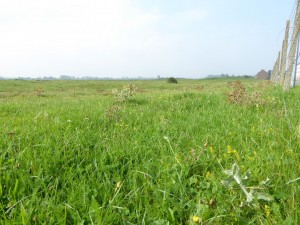 Eryngio campestris - Lolietum perennis