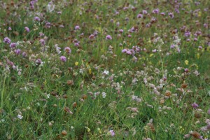 Armerietum halleri