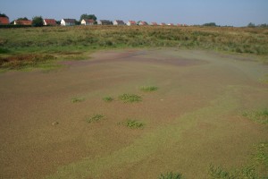 Wolffio arrhizae - Lemnetum gibbae