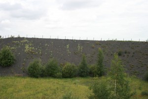 Resedo luteae - Rumicetum scutati