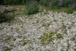 Centaurio pulchelli - Filaginetum pyramidatae