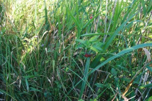 Solano dulcamarae - Phragmitetum australis