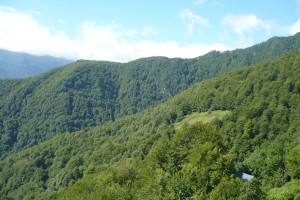 Abieti albae - Fagetum sylvaticae