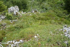 Teucrio pyrenaici - Genistetum hispanicae subsp. occidentalis