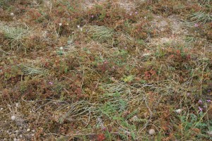 Roso pimpinellifoliae - Ephedretum distachyae