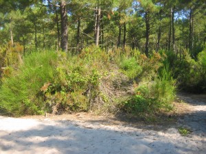 Erico scopariae - Cytisetum scoparii