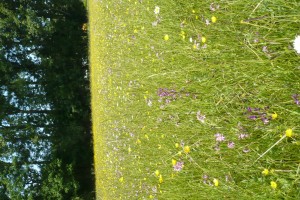 Ophioglosso vulgati - Oenanthetum pimpinelloidis