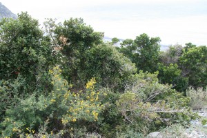 Cytiso spinosi - Pistacietum lentisci