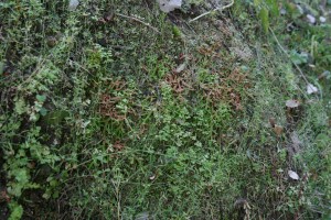 Selaginello denticulatae - Anogrammetum leptophyllae