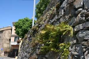 Polypodietum cambrici