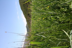 Typho domingensis - Phragmitetum australis subsp. chrysanthae