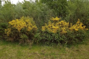 Ulici europaei - Cytision striati