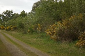 Ulici europaei - Cytision striati