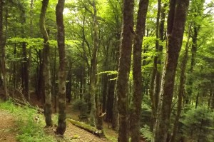 Abieti albae - Fagetum sylvaticae