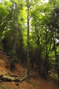 Abieti albae - Fagetum sylvaticae