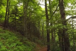 Abieti albae - Fagetum sylvaticae