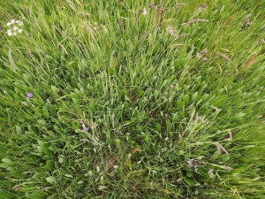 Cirsio dissecti - Scorzoneretum humilis