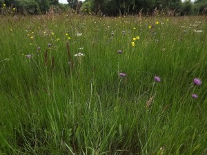 Cirsio dissecti - Scorzoneretum humilis