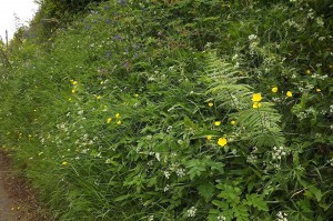 Potentillo sterilis - Conopodietum majoris
