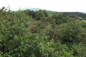 Frangulo alni - Pyretum cordatae