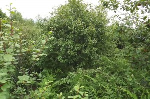 Frangulo alni - Pyretum cordatae