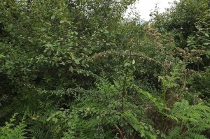 Frangulo alni - Pyretum cordatae