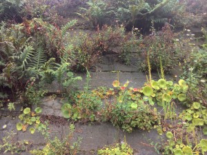 Erigeronetum karvinskiani