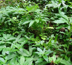 Asplenio scolopendrii - Mercurialietum perennis