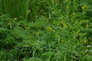 Oenantho aquaticae - Rorippetum amphibiae