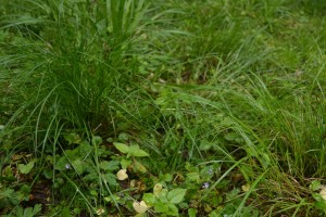 Veronico montanae - Caricetum remotae