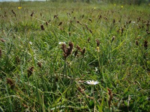 Junco compressi - Blysmetum compressi