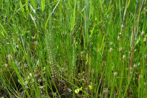 Eleocharito palustris subsp. waltersii - Hippuridetum vulgaris var. terrestris
