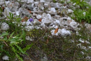 Violo hispidae - Galietum fleurotii var. gracilicaulis