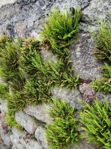 Asplenietea trichomanis