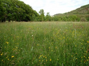 Agrostio stoloniferae - Arrhenatheretea elatioris subsp. elatioris