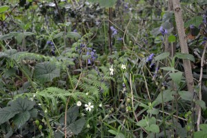 Hyacinthoido non-scriptae - Pteridietum aquilini