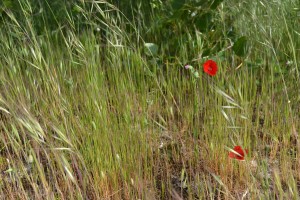 grpt à Silene conica & Bromus tectorum