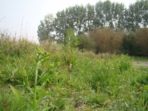 Rumici maritimi - Ranunculetum scelerati