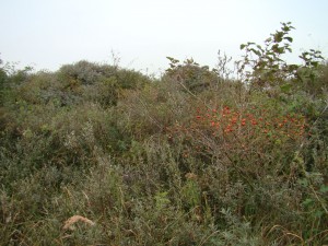 Ligustro vulgaris - Hippophaetum rhamnoidis subsp. rhamnoidis