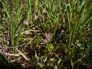 Anagallido tenellae - Eleocharitetum quinqueflorae