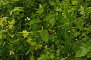 Urtico dioicae - Cruciatetum laevipedis