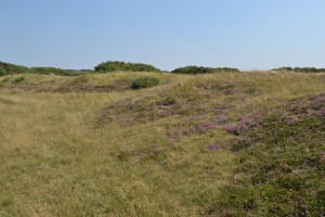 Carici trinervis - Callunetum vulgaris