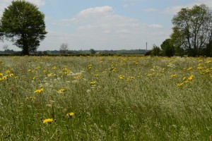 Heracleo sphondylii - Arrhenatheretum elatioris