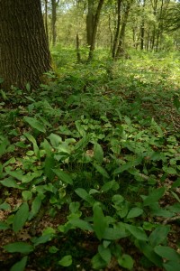Maianthemo bifolii - Convallarietum maialis