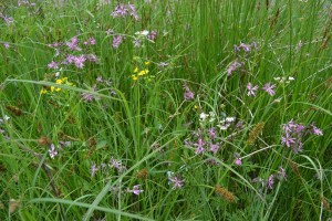 Senecioni aquatici - Brometum racemosi