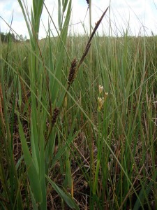 Junco subnodulosi - Caricetum lasiocarpae